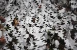 TRAGOPAN - Snow camouflage net - 1.5x5 m